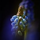 Blaue Trauben Hyazinthe