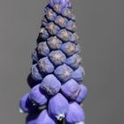 blaue Traubenhyazinthe
