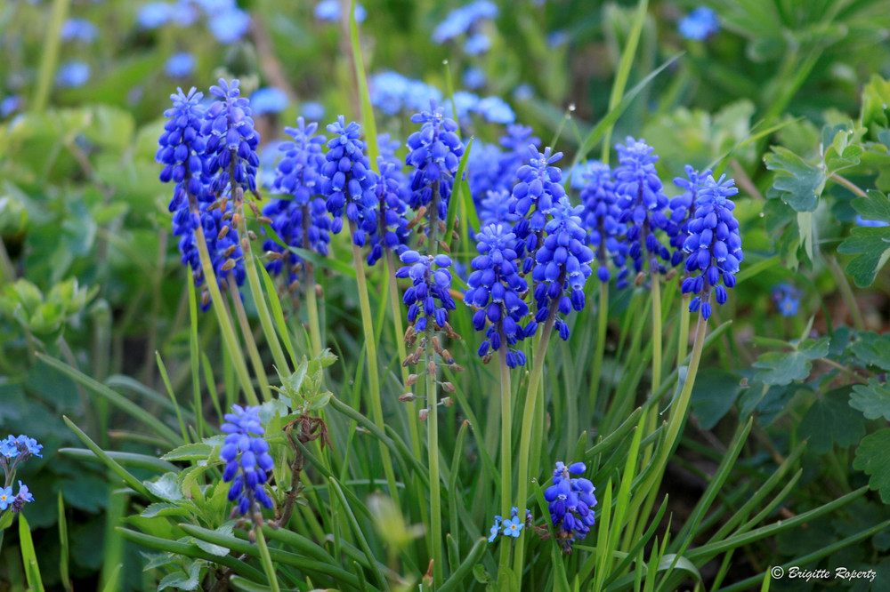 Blaue Traubenhyazinthen