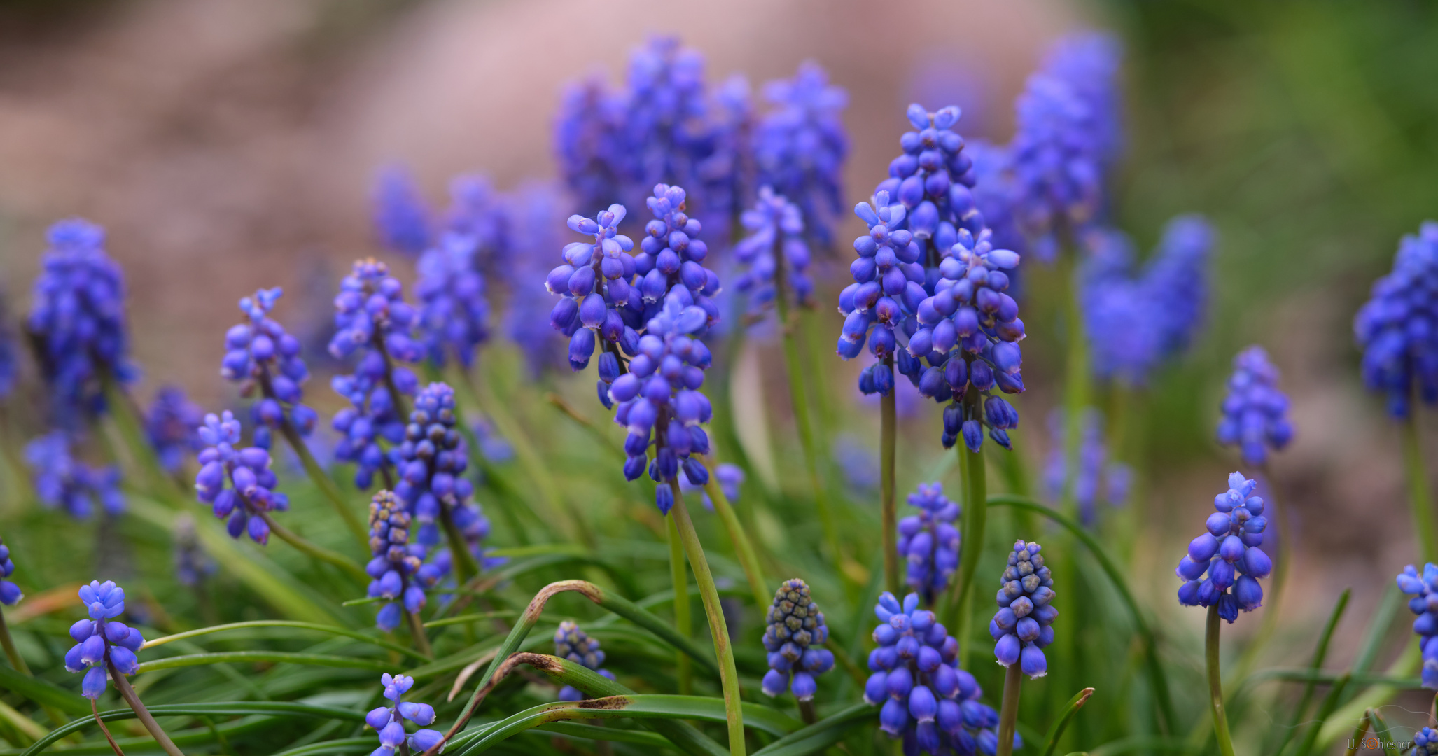 Blaue Traubenhyazynthe 