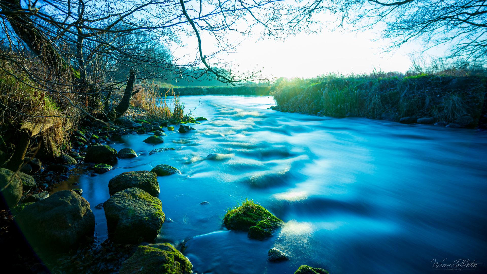 Blaue Treene