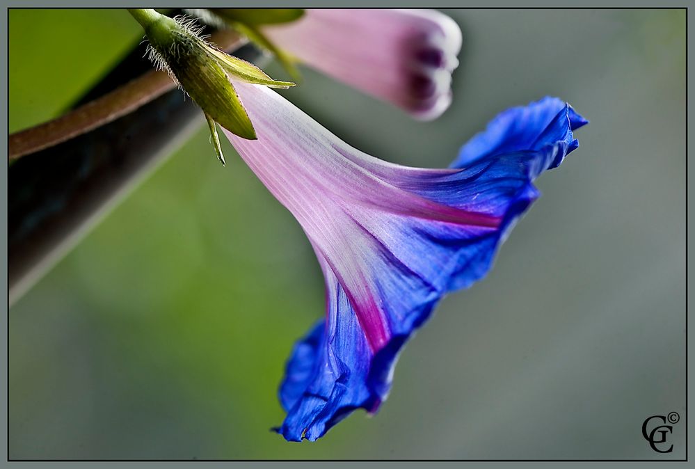 Blaue Trichterblume