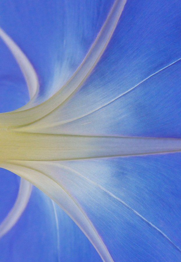 Blaue Trichterwinde