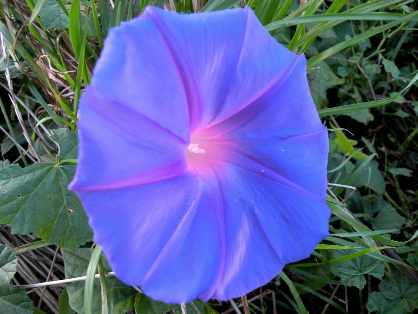 blaue Trichterwinde