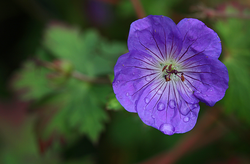 blaue Tropfen