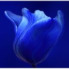 Blaue Tulpe