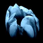 Blaue Tulpe