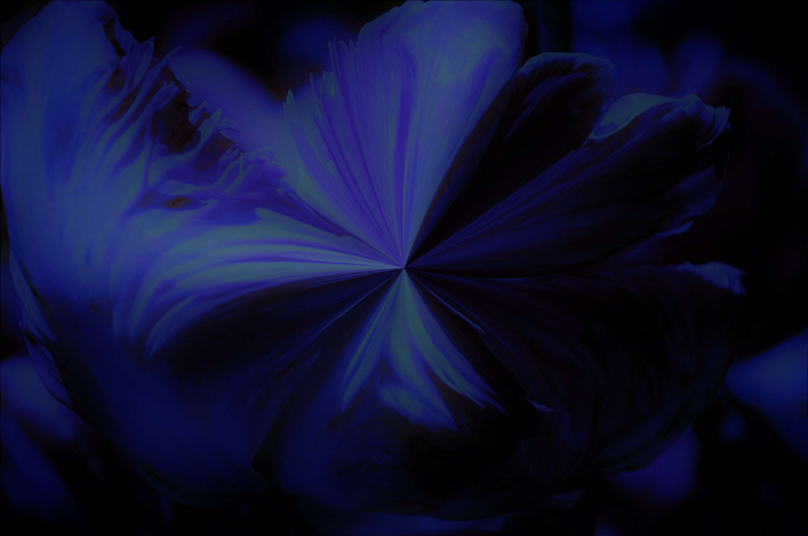 blaue Tulpe im Rausch der Sinne...