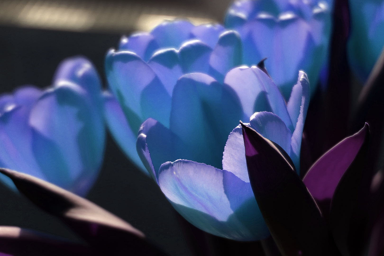 Blaue Tulpen