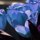 Blaue Tulpen