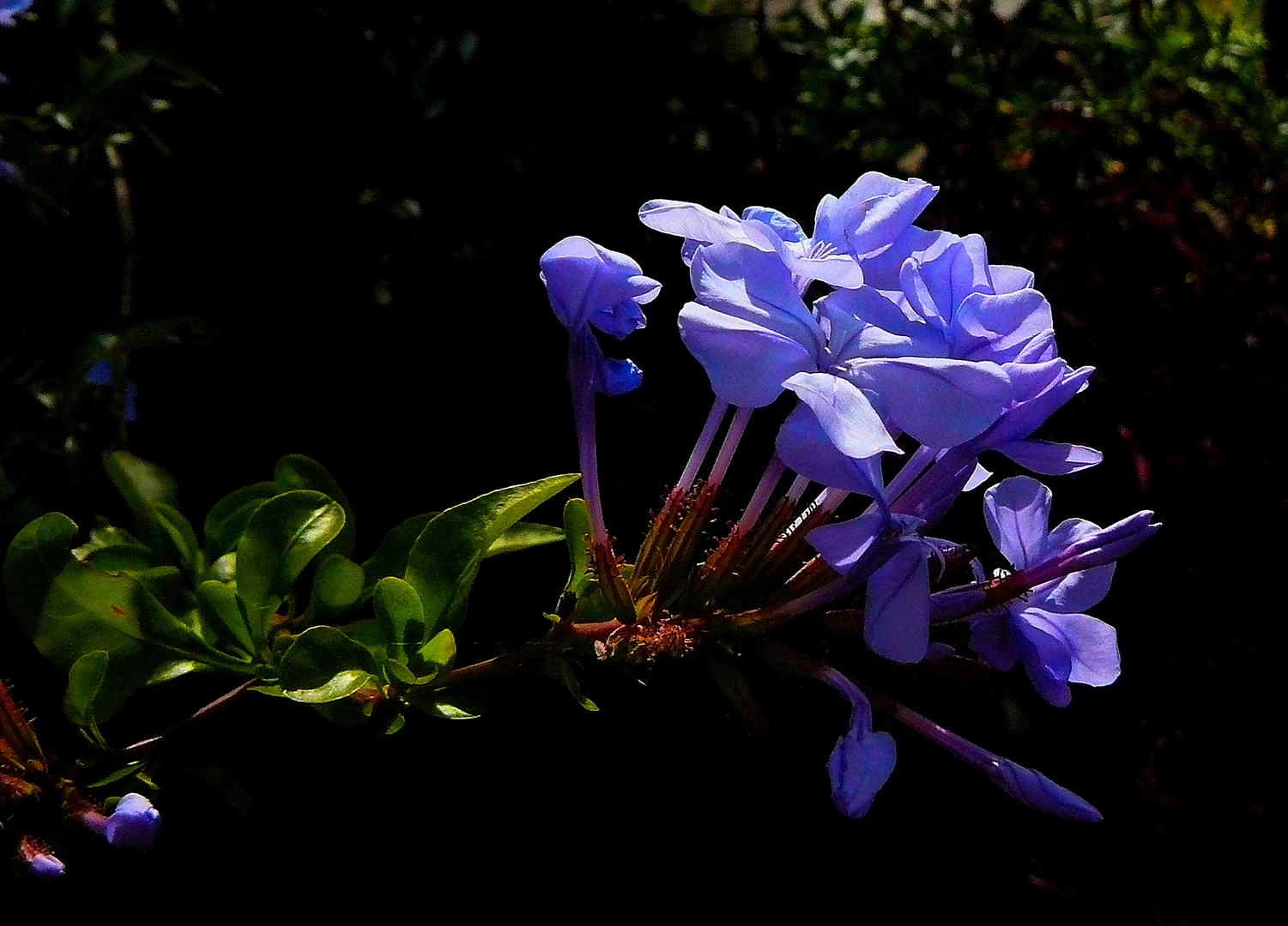 Blaue Unbekannte von Montreux