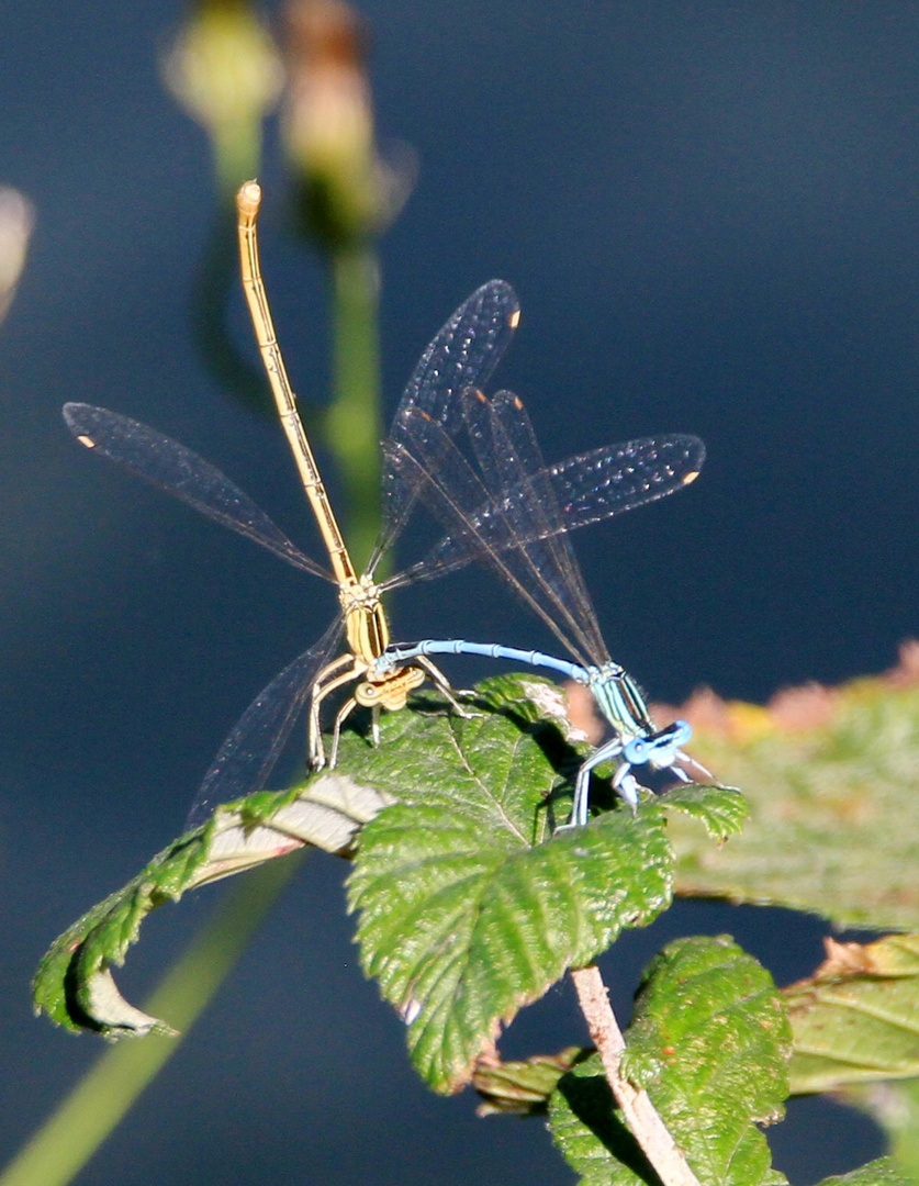 Blaue und gelbe Libelle