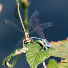 Blaue und gelbe Libelle