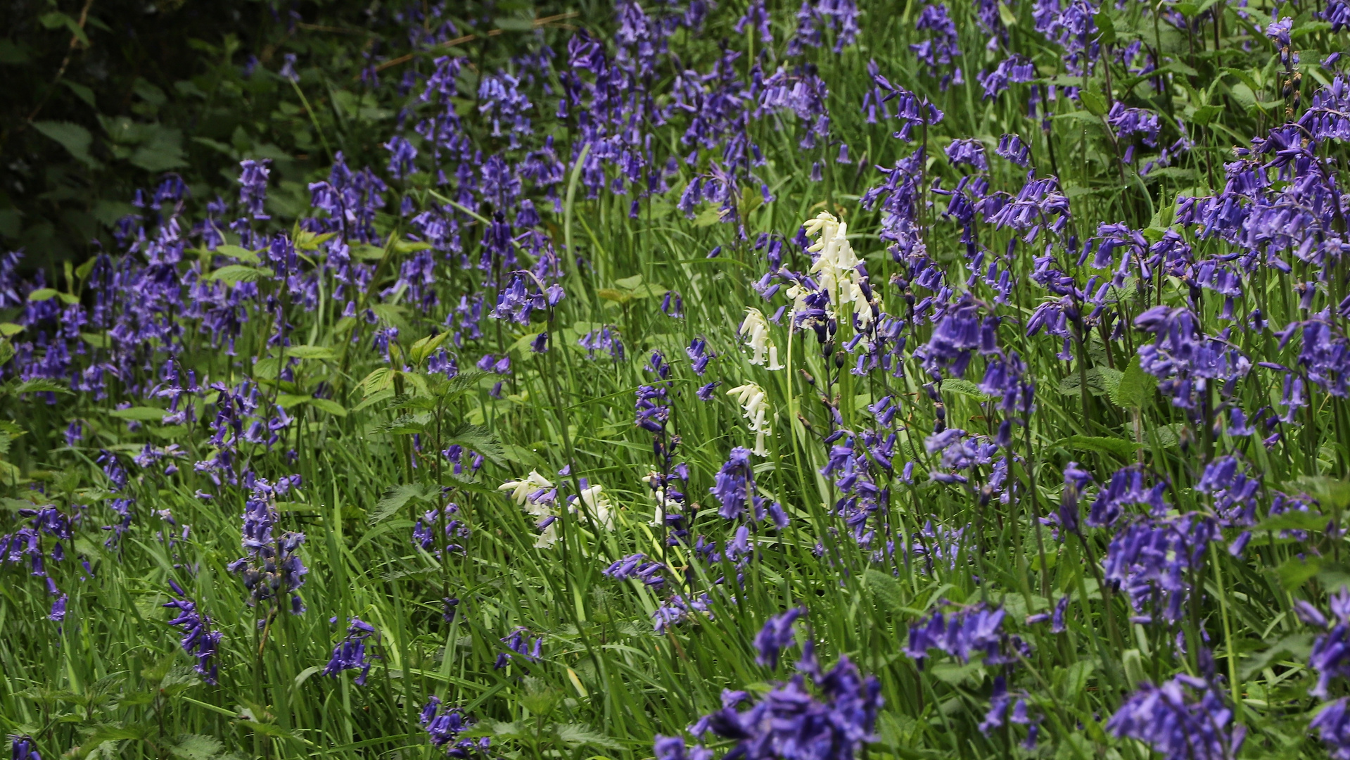 Blaue und weiße Hasenglöckchen (2019_04_30_EOS 6D Mark II_1543_ji)