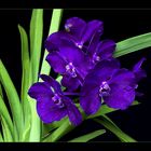 Blaue Vanda 1