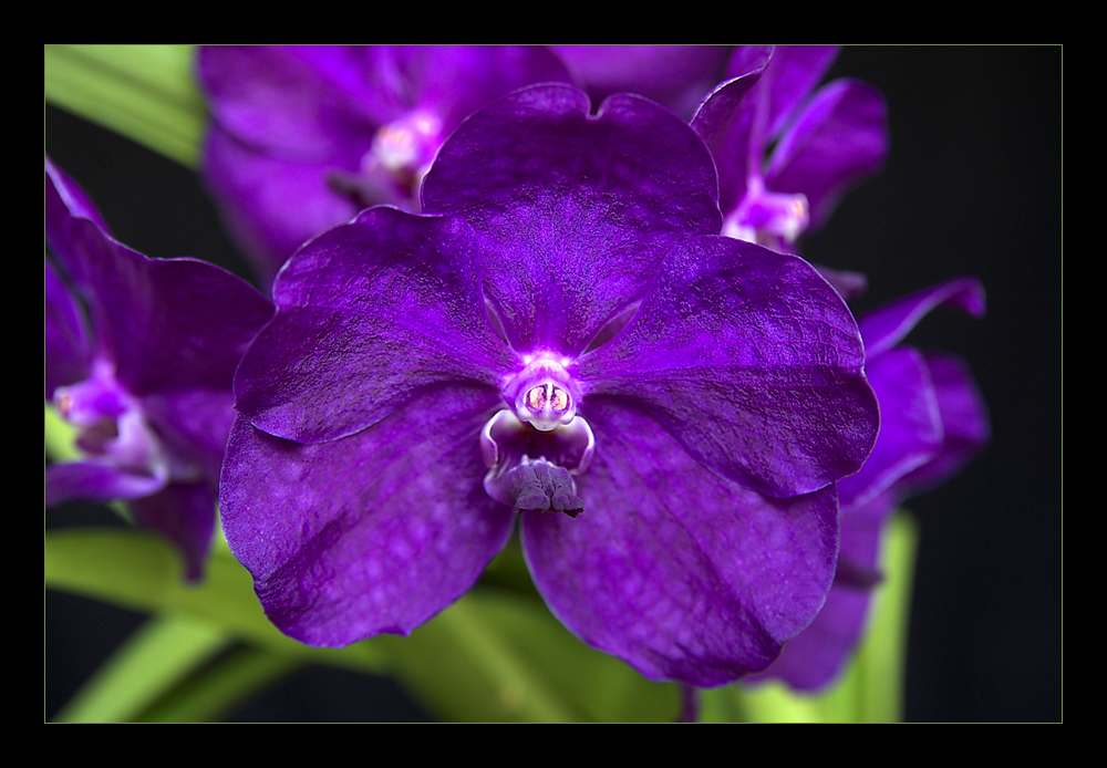 Blaue Vanda 2