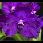 Blaue Vanda 2