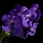 blaue Vanda 2