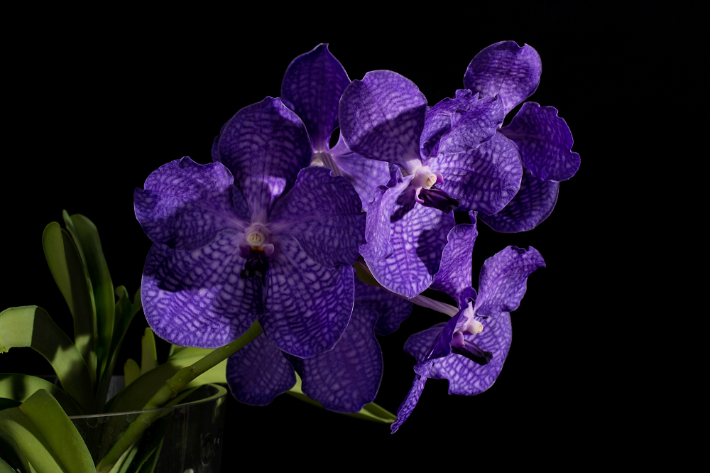 blaue Vanda 2