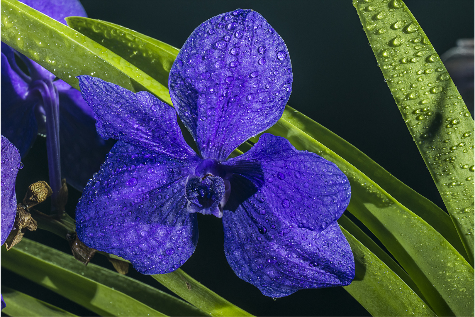 blaue Vanda