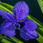 blaue Vanda