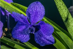 blaue Vanda