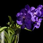 blaue Vanda 3