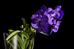 blaue Vanda 3