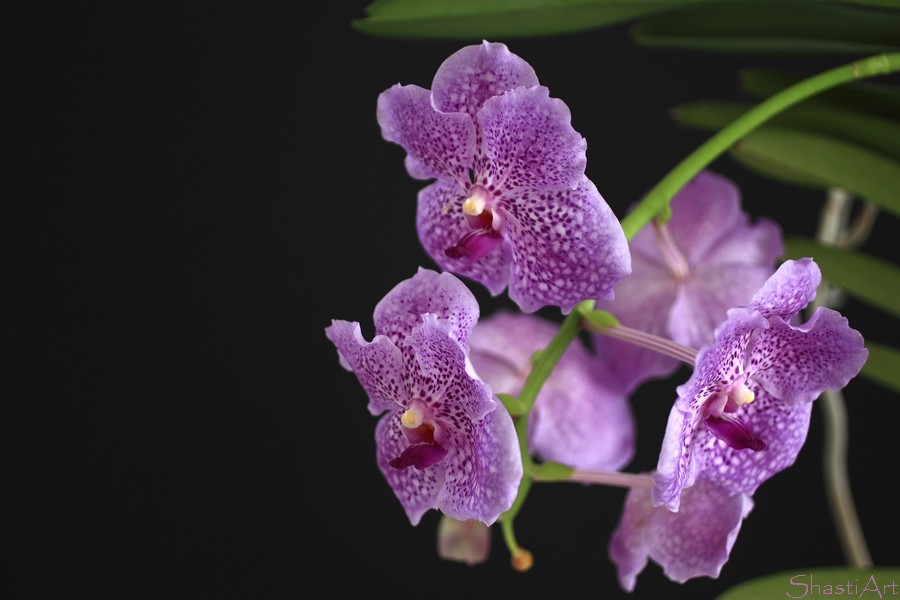 blaue Vanda