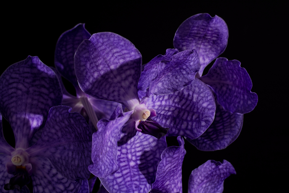 blaue Vanda