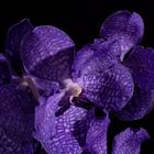 blaue Vanda