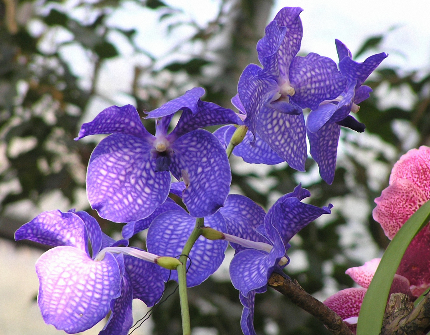 blaue Vanda Orchidee