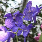 blaue Vanda Orchidee