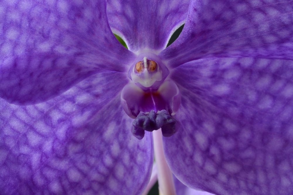 blaue Vandablüte