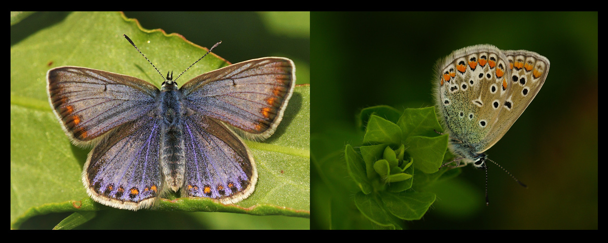 Blaue Variante einer Hauhecheldame