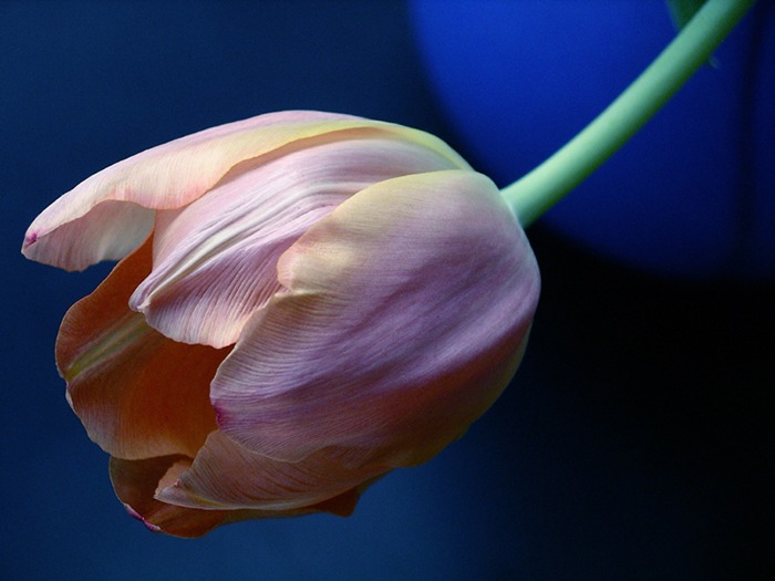 Blaue Vase mit Tulpe