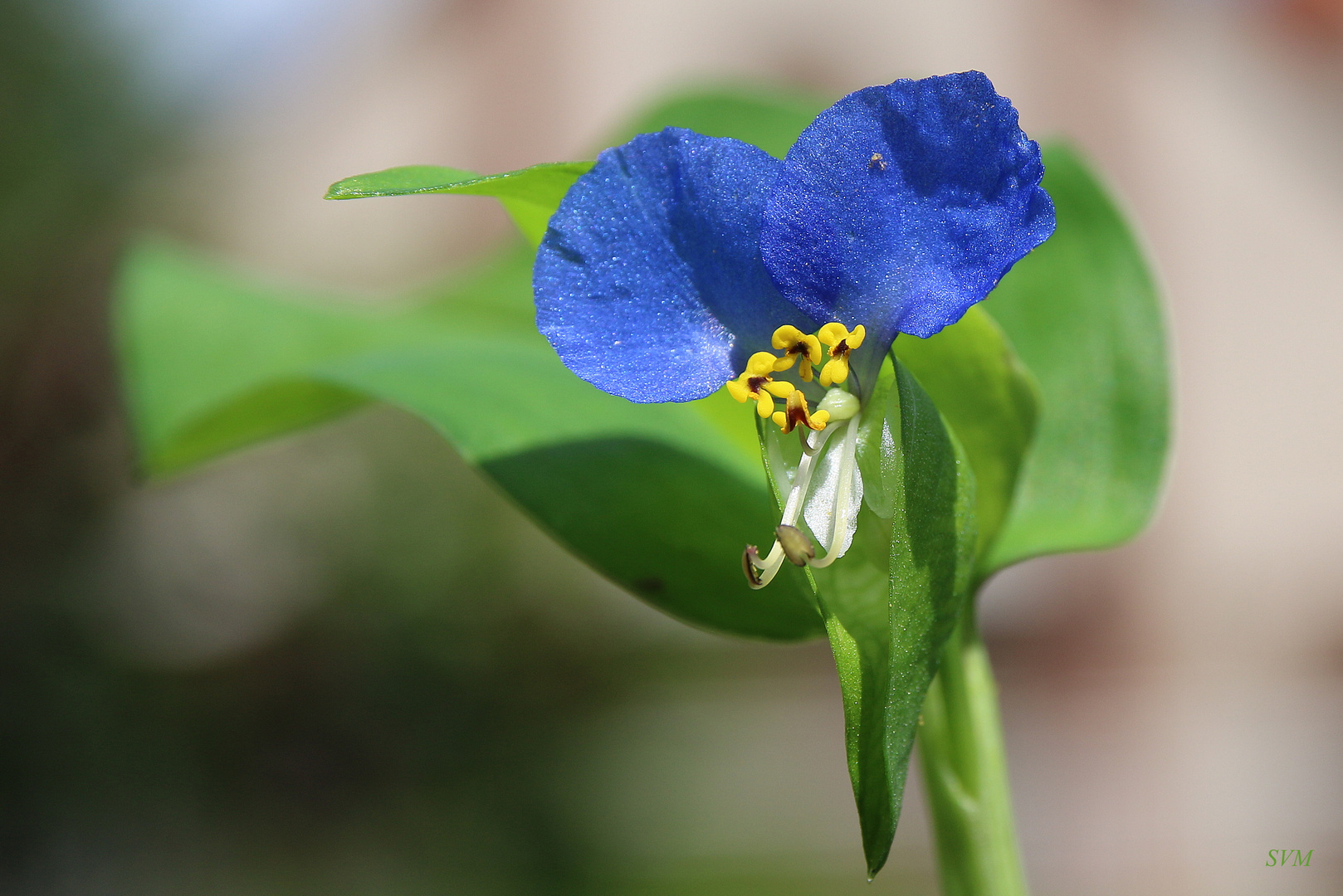 Blaue Verführung