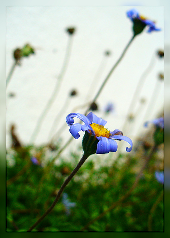 Blaue Vergänglichkeit 2