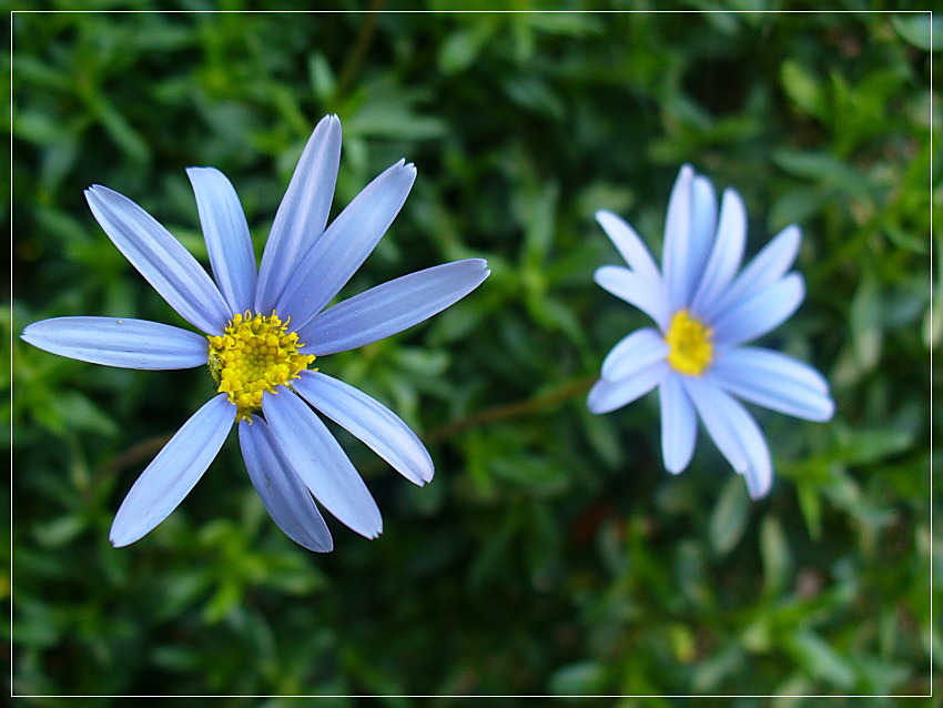 Blaue Vergänglichkeit