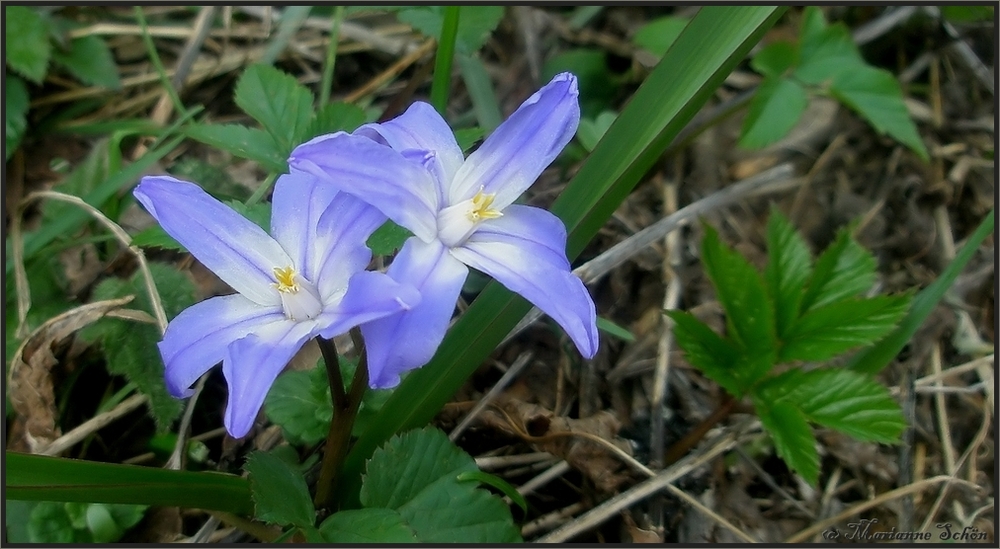 Blaue Wald-Sternchen