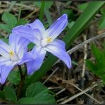 Blaue Wald-Sternchen