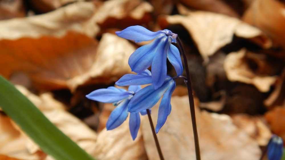 Blaue Waldfee