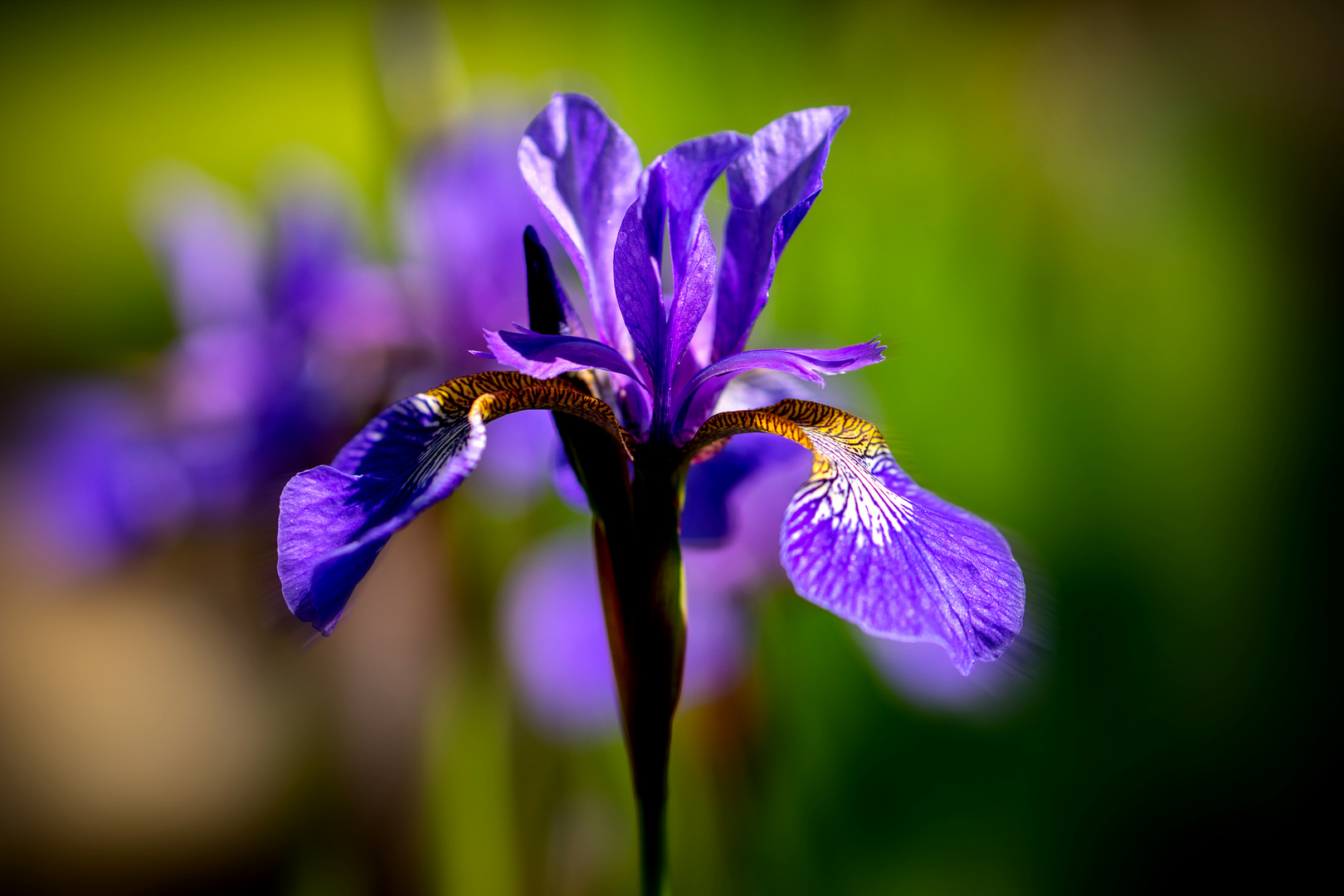 Blaue Wasseriris