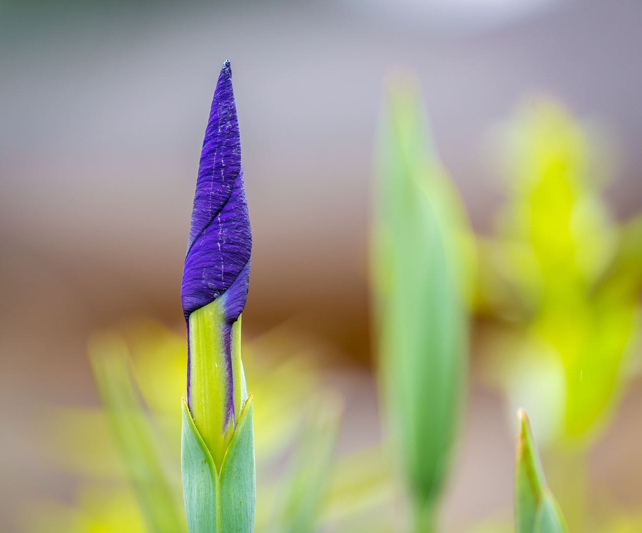 Blaue Wasserlilie