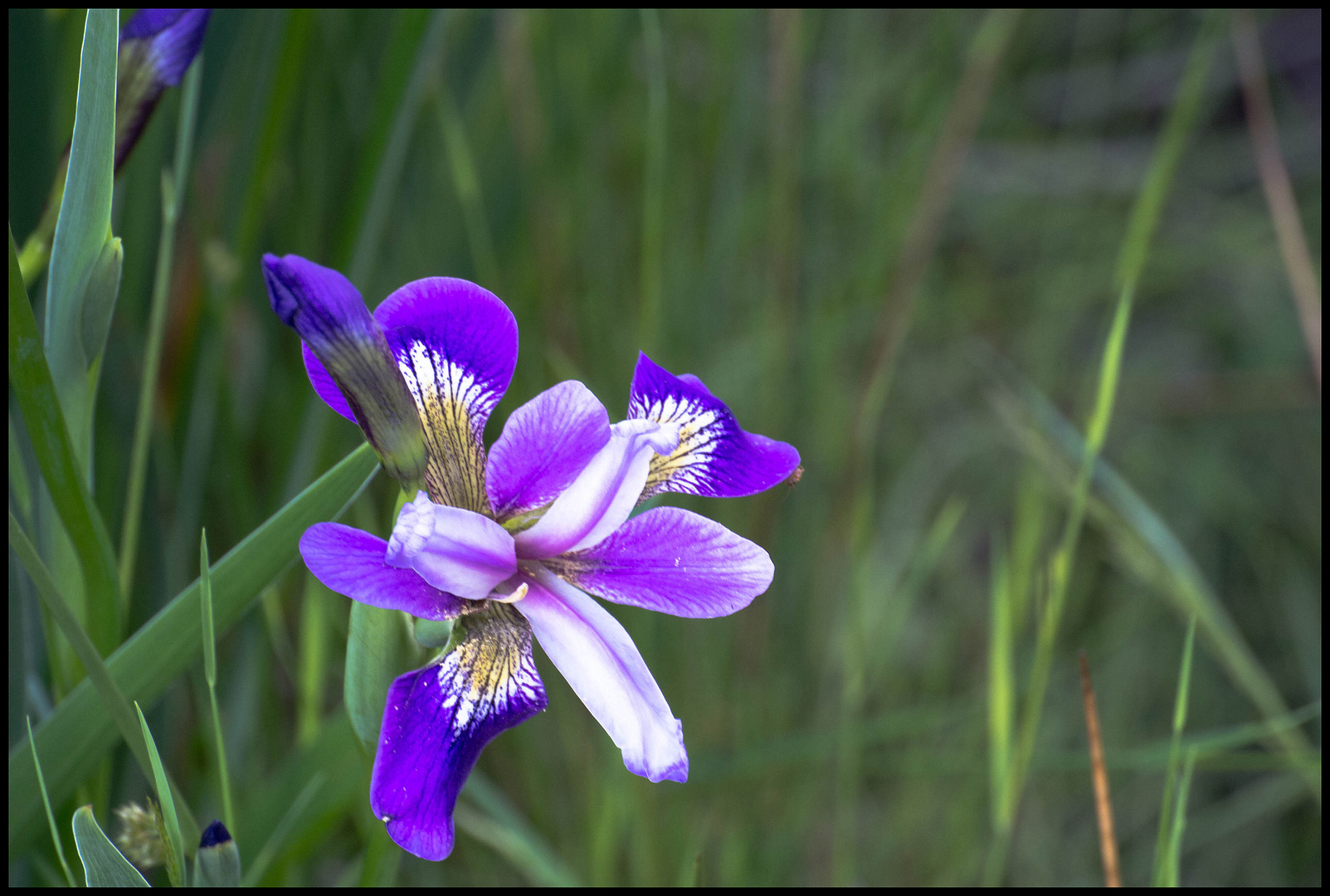 blaue Wasserlilie