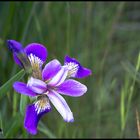 blaue Wasserlilie