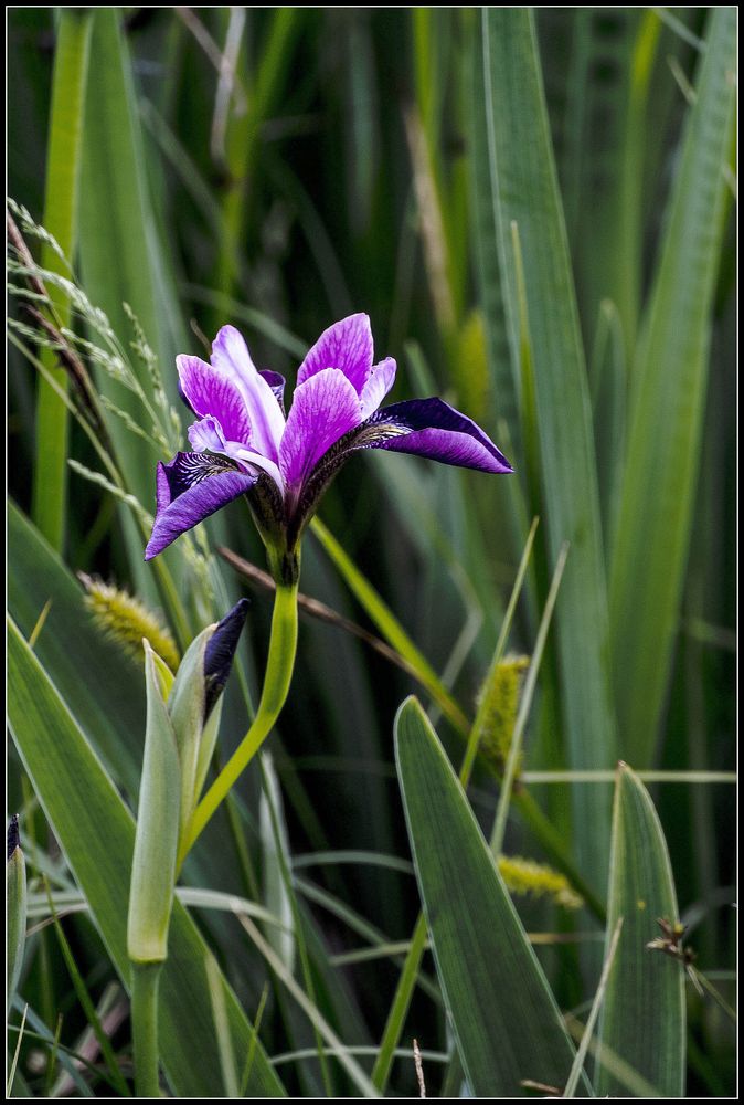 Blaue Wasserlilie