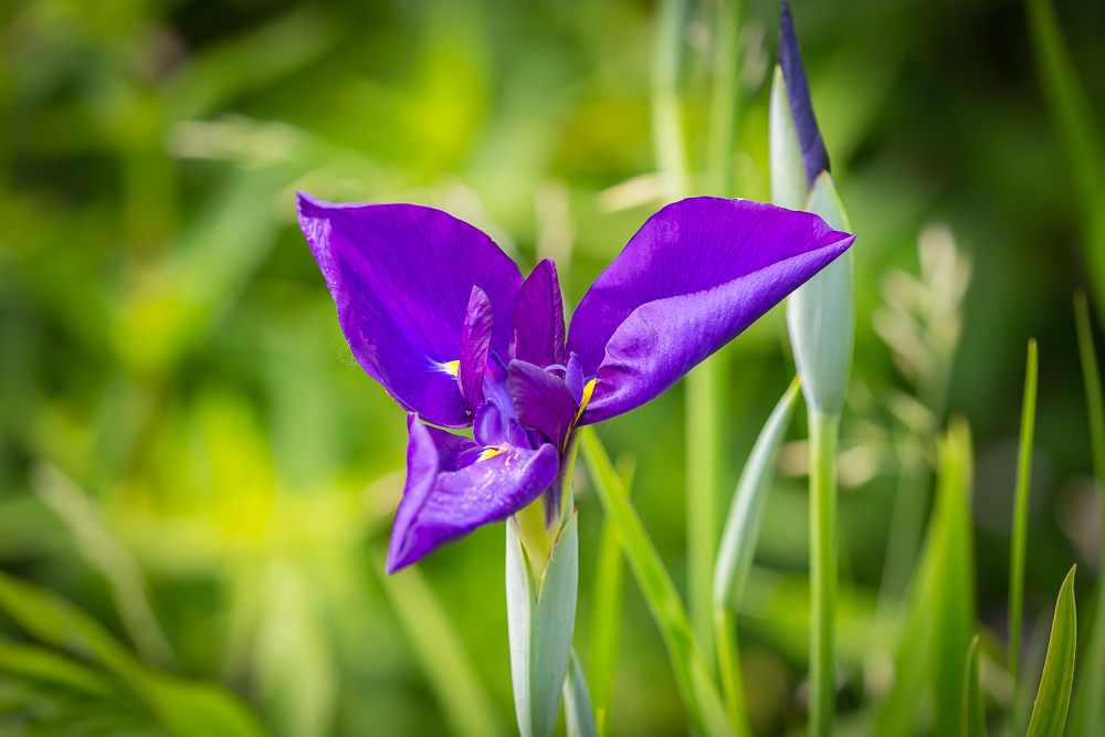 Blaue Wasserlilie