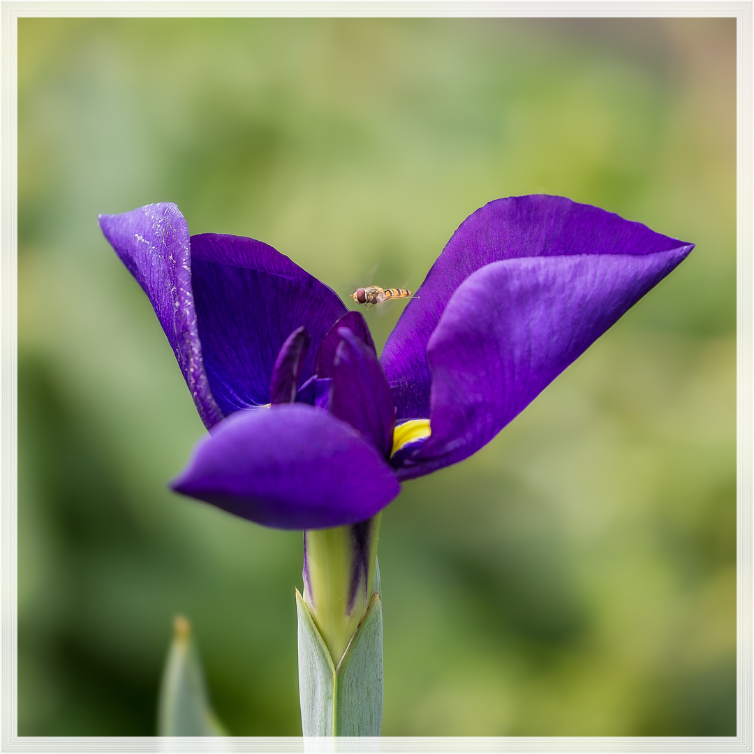 Blaue Wasserlilie