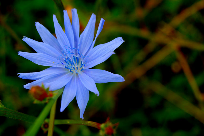 Blaue Wegblume